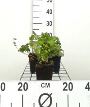 Planten Geranium x cantabrigiense 'Biokovo'   pot 9x9 cm  