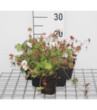 Planten Geranium x cantabrigiense 'St Ola'   pot 9x9 cm  