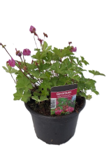 Planten Geranium macrorrhizum   pot 2L  