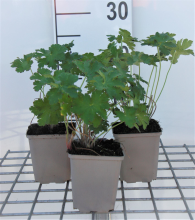 Planten Geranium x magnificum   pot 9x9 cm