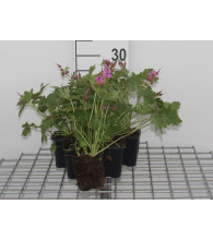 Planten Geranium macrorrhizum 'Bevan's Variety'   pot 9x9 cm  