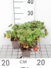 Planten Geranium macrorrhizum 'Czakor'   Ooievaarsbek   pot 9x9 cm  