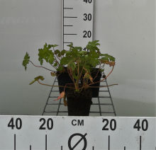 Planten Geranium macrorrhizum 'Spessart'   pot 9x9 cm  