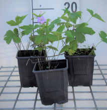 Planten Geranium nodosum   pot 9x9 cm  