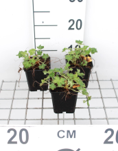 Planten Geranium x oxonianum 'Claridge Druce'   pot 9x9 cm