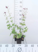 Planten Geranium phaeum   pot 9x9 cm