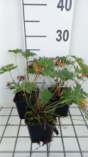 Planten Geranium pratense 'Mrs Kendall Clark'   pot 9x9 cm