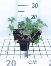 Planten Geranium pratense   pot 9x9 cm  