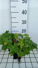 Planten Geranium phaeum 'Raven'   pot 9x9 cm