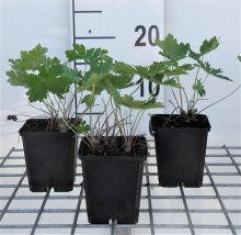 Planten Geranium phaeum 'Samobor'   pot 9x9 cm