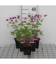 Planten Geranium psilostemon   pot 9x9 cm