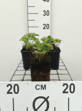 Planten Geranium renardii   pot 9x9 cm
