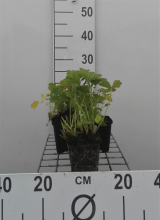 Planten Geum rivale   pot 9x9 cm  
