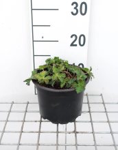 Planten Geranium 'Gerwat' (Rozanne)   pot 2L  