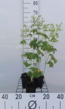 Planten Geranium sylvaticum 'Album'   pot 9x9 cm