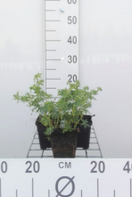 Planten Geranium sanguineum 'Album'   Ooievaarsbek   pot 9x9 cm  