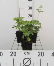 Planten Geranium sylvaticum 'Mayflower'   pot 9x9 cm