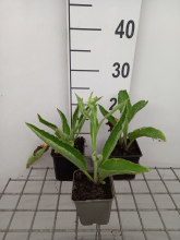 Planten Glyceria maxima 'Variegata'   pot 9x9 cm  
