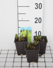 Planten Gratiola officinalis   pot 9x9 cm
