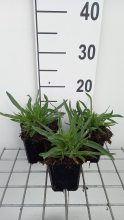 Planten Gypsophila paniculata 'Bristol Fairy'   pot 9x9 cm