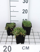 Planten Gypsophila repens 'Alba'   pot 9x9 cm  