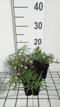 Planten Gypsophila 'Rosenschleier'   pot 9x9 cm