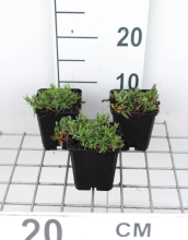 Planten Gypsophila repens 'Rosea'   pot 9x9 cm  