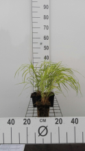 Planten Hakonechloa macra 'Aureola'   pot 9x9 cm  