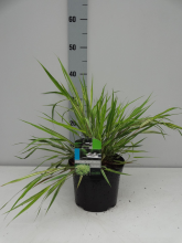 Planten Hakonechloa macra 'Aureola'   pot 3L  
