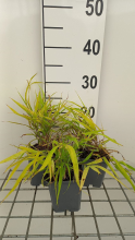 Planten Hakonechloa macra 'Sunflare'   Japans berggras   pot 9x9 cm