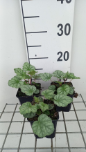 Planten Heuchera americana 'Dale'   pot 9x9 cm  