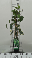 Planten Hedera algeriensis 'Gloire de Marengo'   pot   50 60 cm