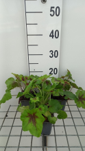 Planten x Heucherella 'Art Nouveau'   pot 9x9 cm