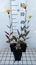 Planten Helianthus atrorubens   pot 9x9 cm  
