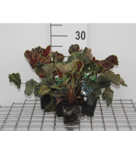 Planten Heuchera 'Beauty Colour'   pot 9x9 cm