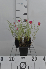 Planten Helianthemum 'Ben Hope'   pot 9x9 cm  