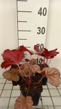 Planten Heuchera 'Berry Smoothie'   pot 9x9 cm