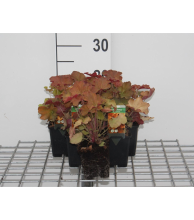 Planten Heuchera 'Caramel'   pot 9x9 cm  
