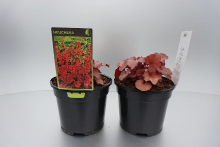 Planten Heuchera 'Cherry Cola'   pot 2L