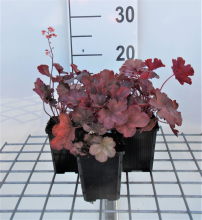 Planten Heuchera 'Cherry Cola'   pot 9x9 cm
