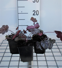 Planten Heuchera 'Cascade Dawn'   pot 9x9 cm