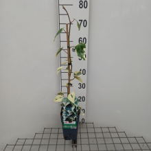 Planten Hedera colchica 'Dentata Variegata'   pot   50 60 cm  