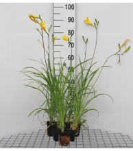 Planten Hemerocallis citrina   pot 9x9 cm