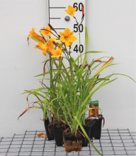 Planten Hemerocallis 'Corky'   pot 9x9 cm