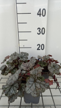 Planten Heuchera 'Cinnabar Silver'   pot 9x9 cm