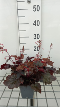 Planten Heuchera 'Fire Chief'   pot 9x9 cm  