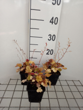 Planten Heuchera 'Ginger Ale'   pot 9x9 cm