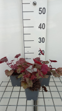 Planten Heuchera 'Ginger Peach'   pot 9x9 cm