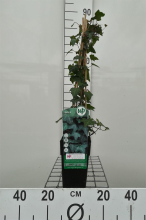 Planten Hedera helix   pot   50 60 cm  