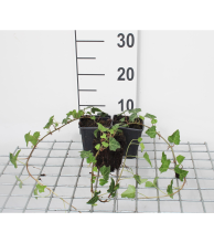 Planten Hedera helix   pot 9x9 cm